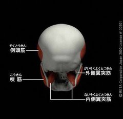 顎関節症1.jpg