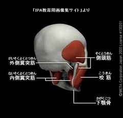 顎関節症5.jpg