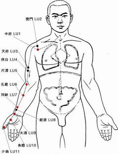 肺経.jpgのｻﾑﾈｲﾙ画像