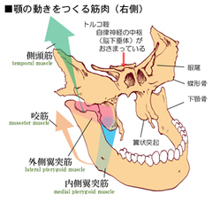 顎関節症3.jpg